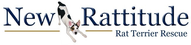 Image: 
Courtesy of New Rattitude, Rat Terrier Rescue