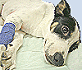 Image: 
New Rattitude sick or injured Rat Terrier
